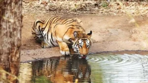 Sahyadri Tiger Reserve