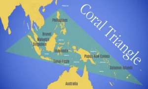 Coral Triangle