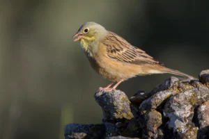 Ortolan Bunting